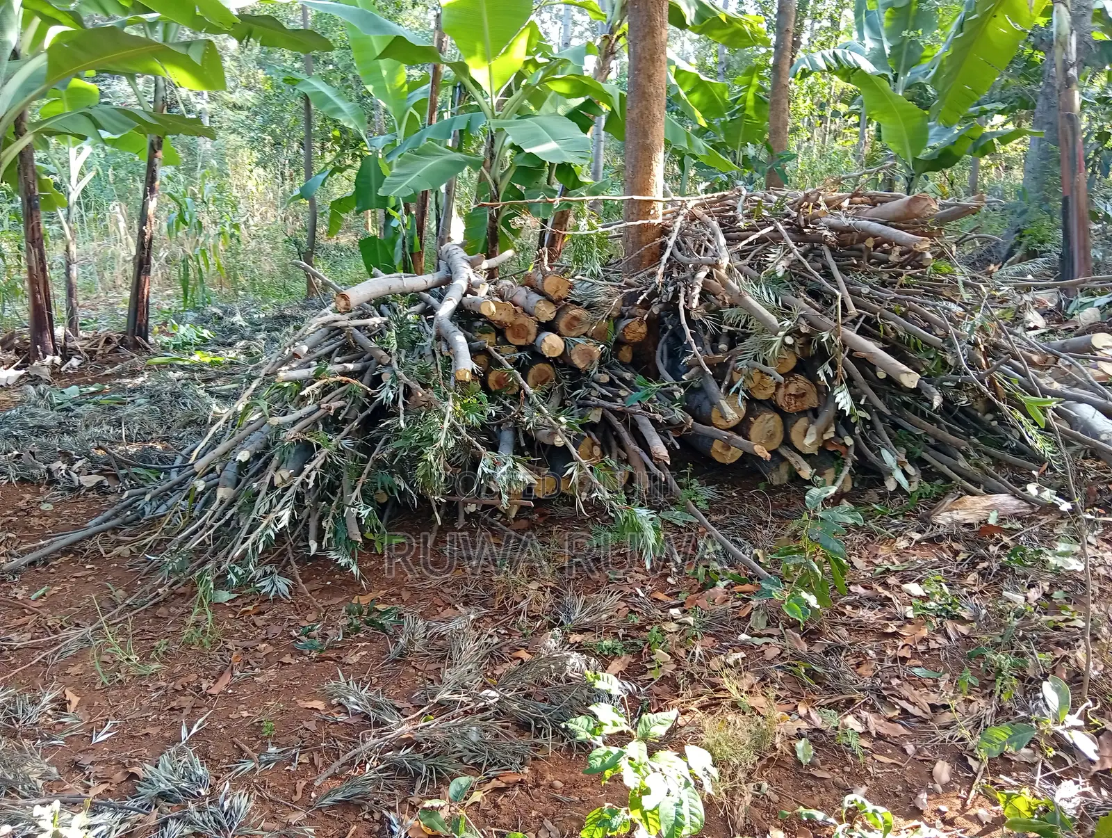 Dry Firewood