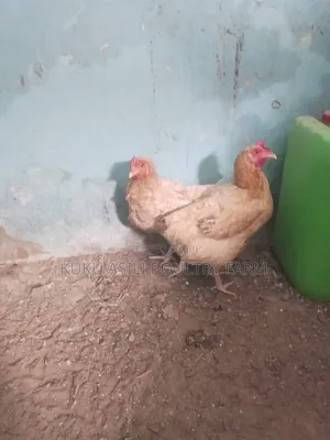 Kienyeji Chicken