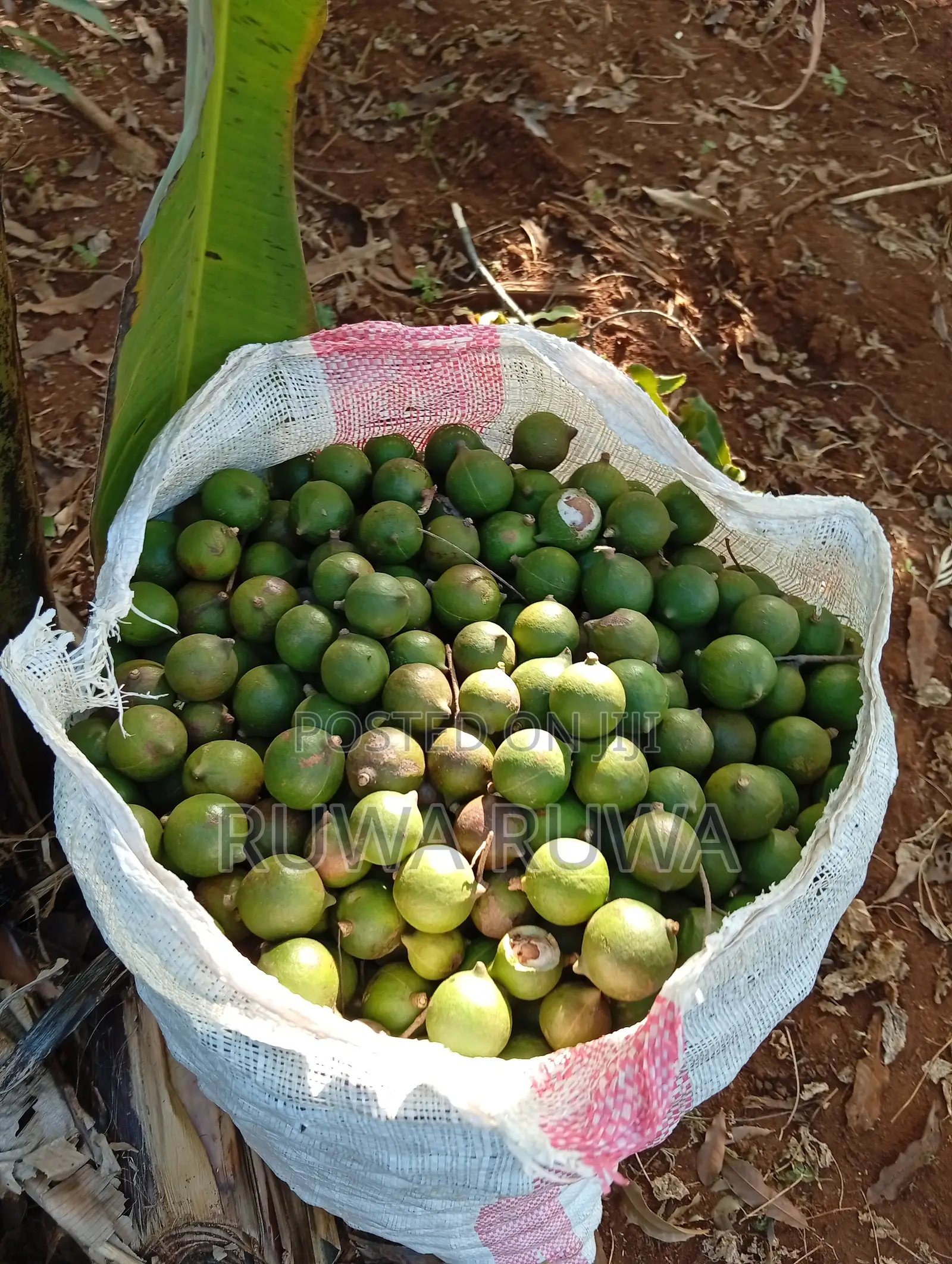 Raw Macadamia Nuts