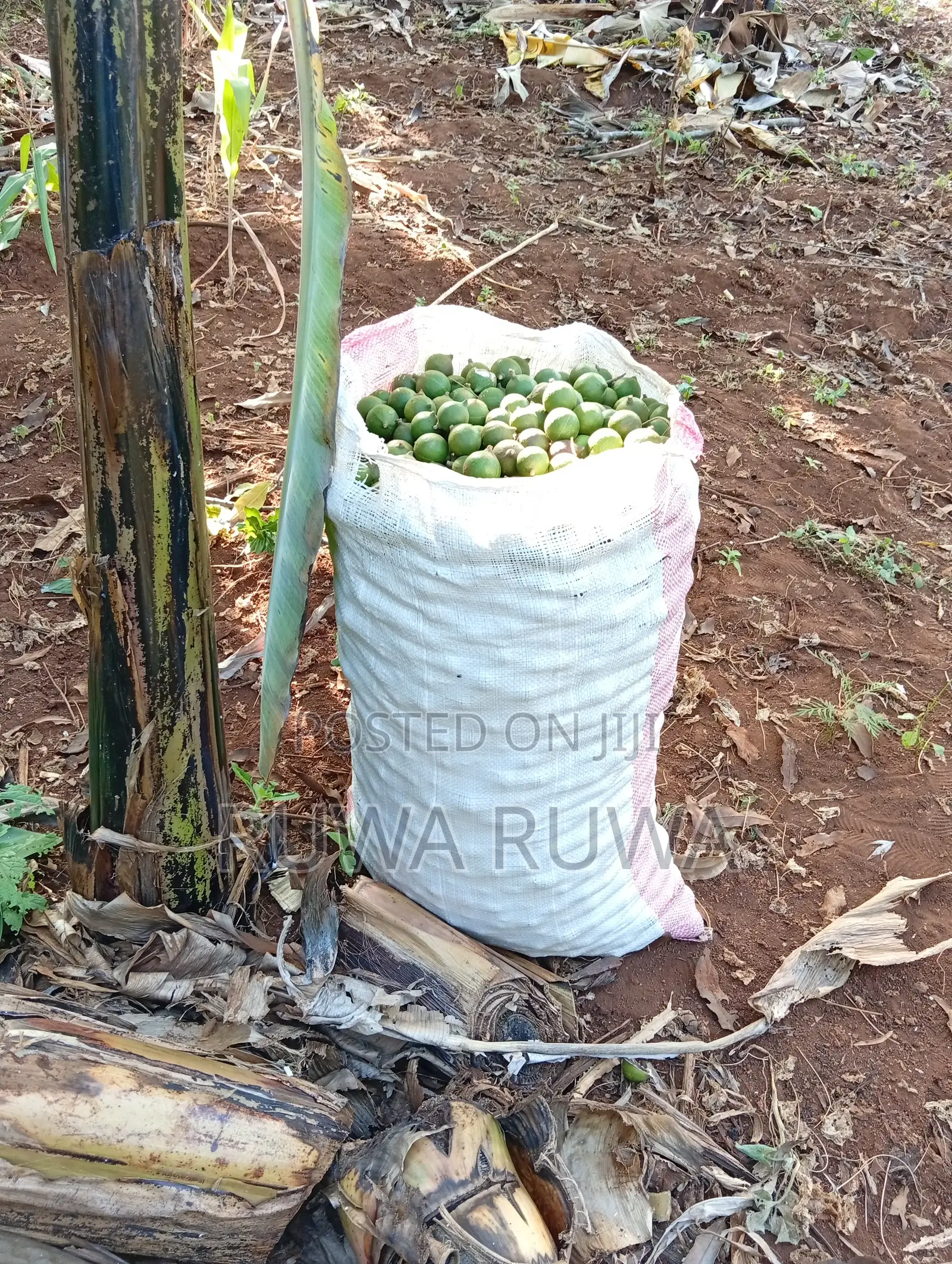 Raw Macadamia Nuts