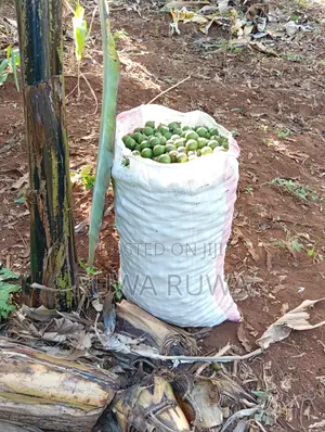 Raw Macadamia Nuts