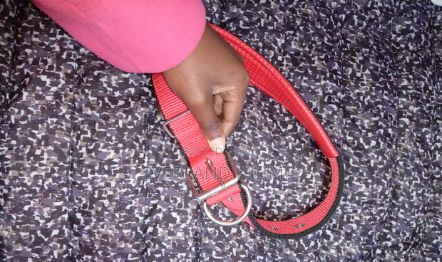 Dog Collar Red - main view