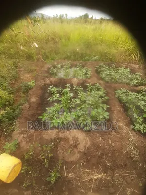 Farm on Sale Ukia Ward