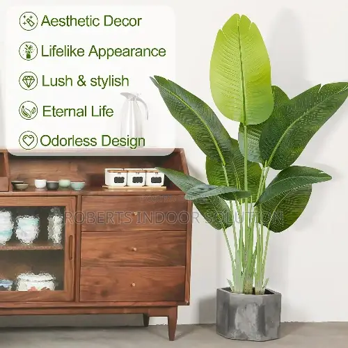 Lush and Stylish Banana Plant