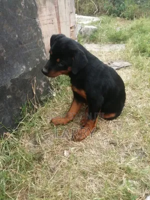 1-3 months Female Purebred Rottweiler