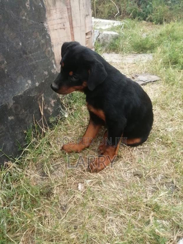 1-3 months Female Purebred Rottweiler - thumbnail 2