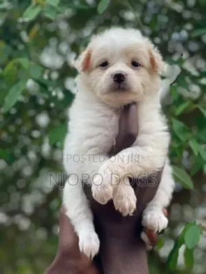 1-3 months Female Purebred Japanese Spitz