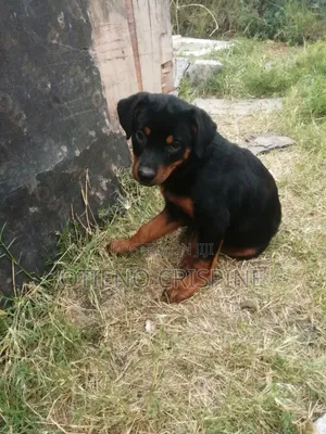 1-3 months Female Purebred Rottweiler