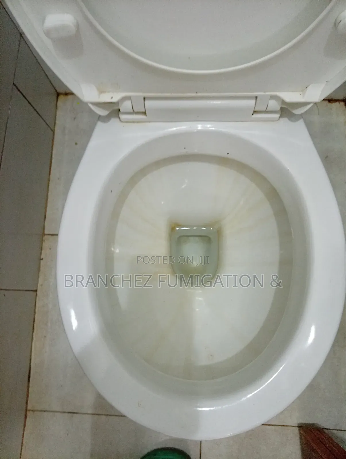 Branchez Waterless: Sofa//Mattress//Carpet//Cleaning and Fumigation