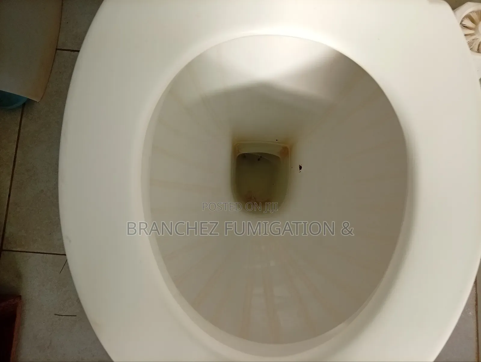 Branchez Waterless: Sofa//Mattress//Carpet//Cleaning and Fumigation