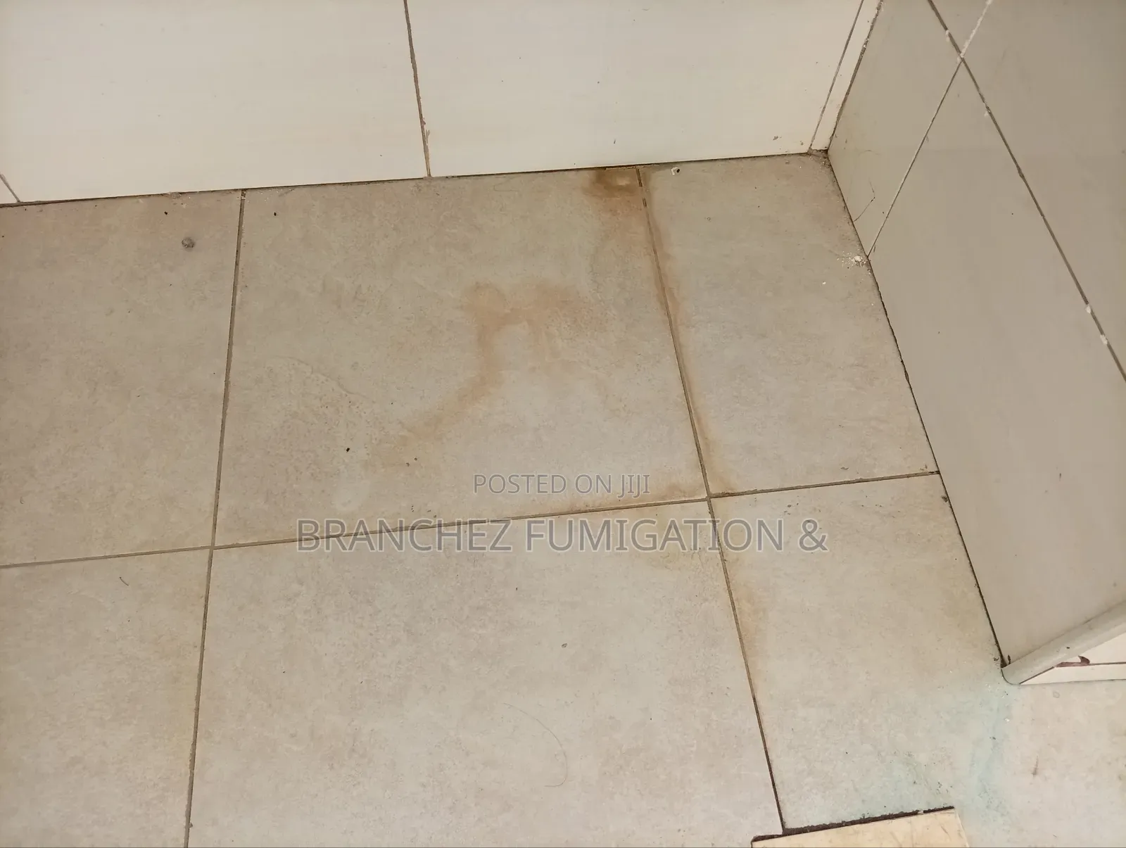 Branchez Waterless: Sofa//Mattress//Carpet//Cleaning and Fumigation