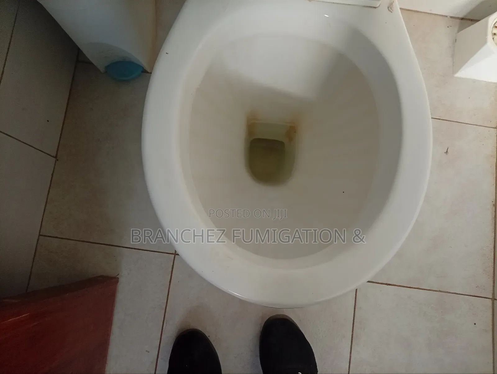 Branchez Waterless: Sofa//Mattress//Carpet//Cleaning and Fumigation