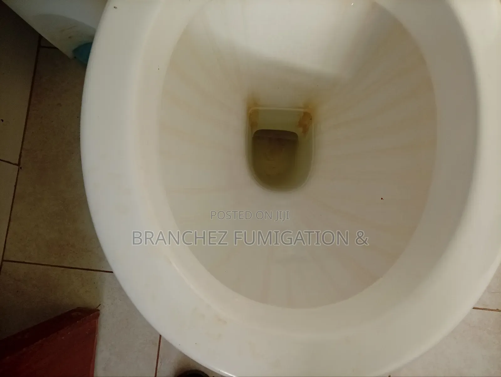 Branchez Waterless: Sofa//Mattress//Carpet//Cleaning and Fumigation