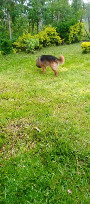 1+ year Male Purebred German Shepherd