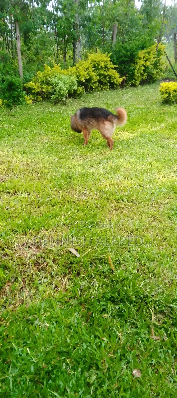 1+ year Male Purebred German Shepherd