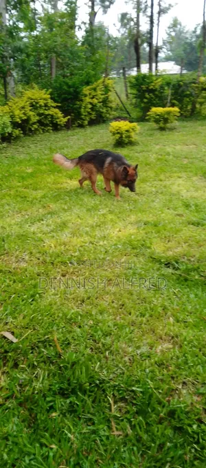 1+ year Male Purebred German Shepherd