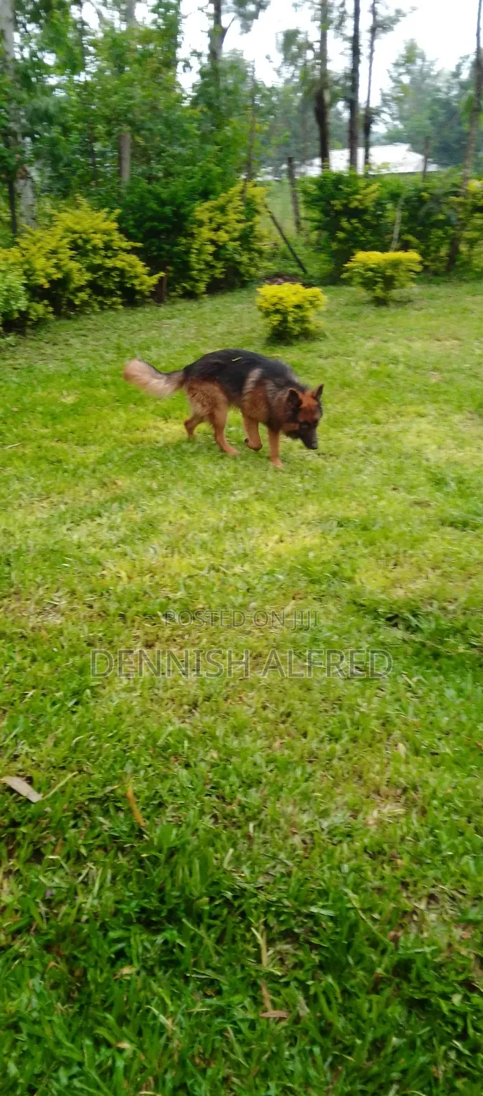 1+ year Male Purebred German Shepherd