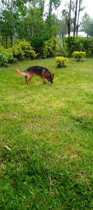 1+ year Male Purebred German Shepherd