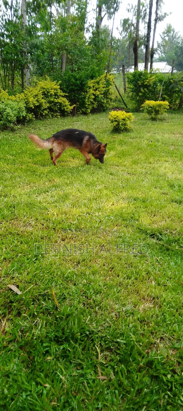 1+ year Male Purebred German Shepherd