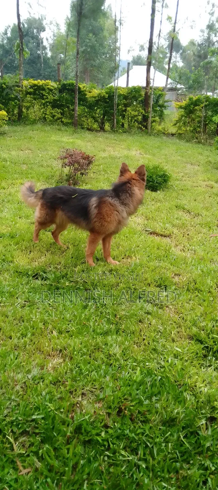 1+ year Male Purebred German Shepherd