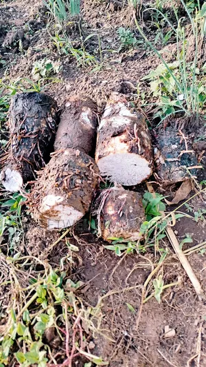 Fresh Farm Vegetables
