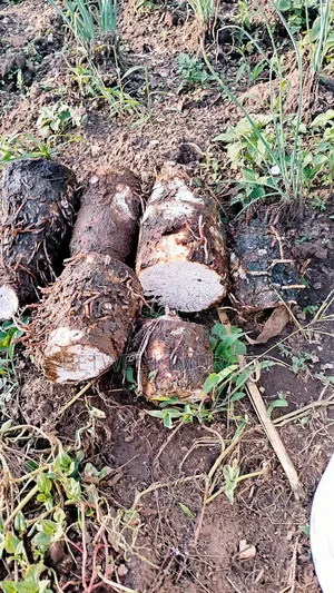 Fresh Farm Vegetables