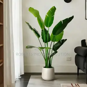 Home Friendly Banana Plant