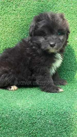 1-3 months Male Purebred Havanese