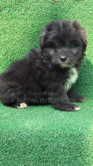 1-3 months Male Purebred Havanese
