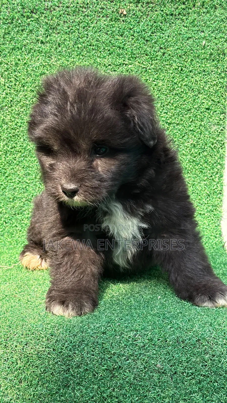 1-3 months Male Purebred Havanese