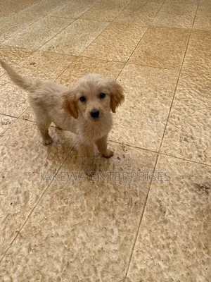 1-3 months Male Purebred Golden Retriever