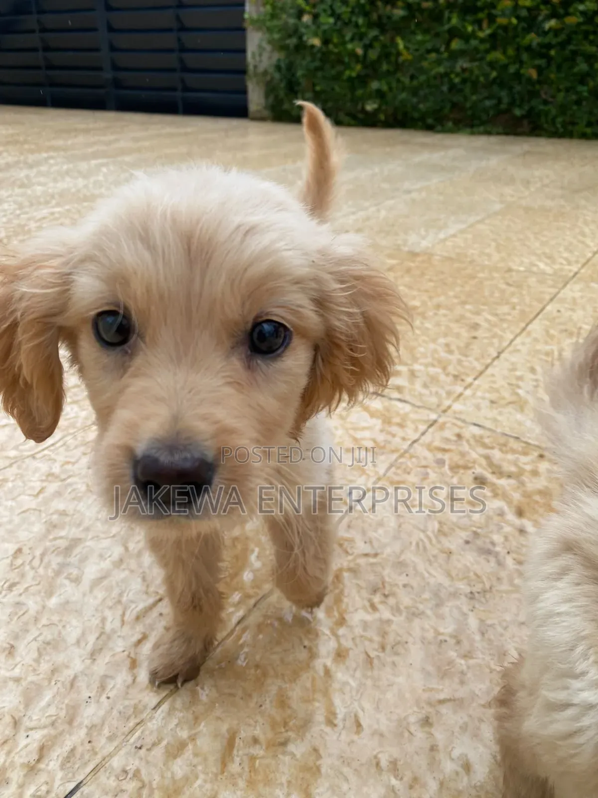 1-3 months Male Purebred Golden Retriever