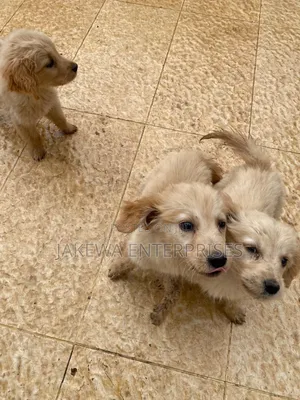 1-3 months Male Purebred Golden Retriever
