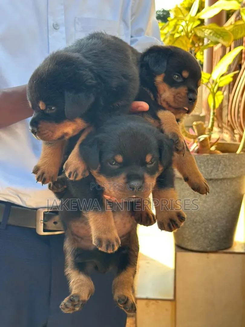 1-3 months Male Purebred Rottweiler
