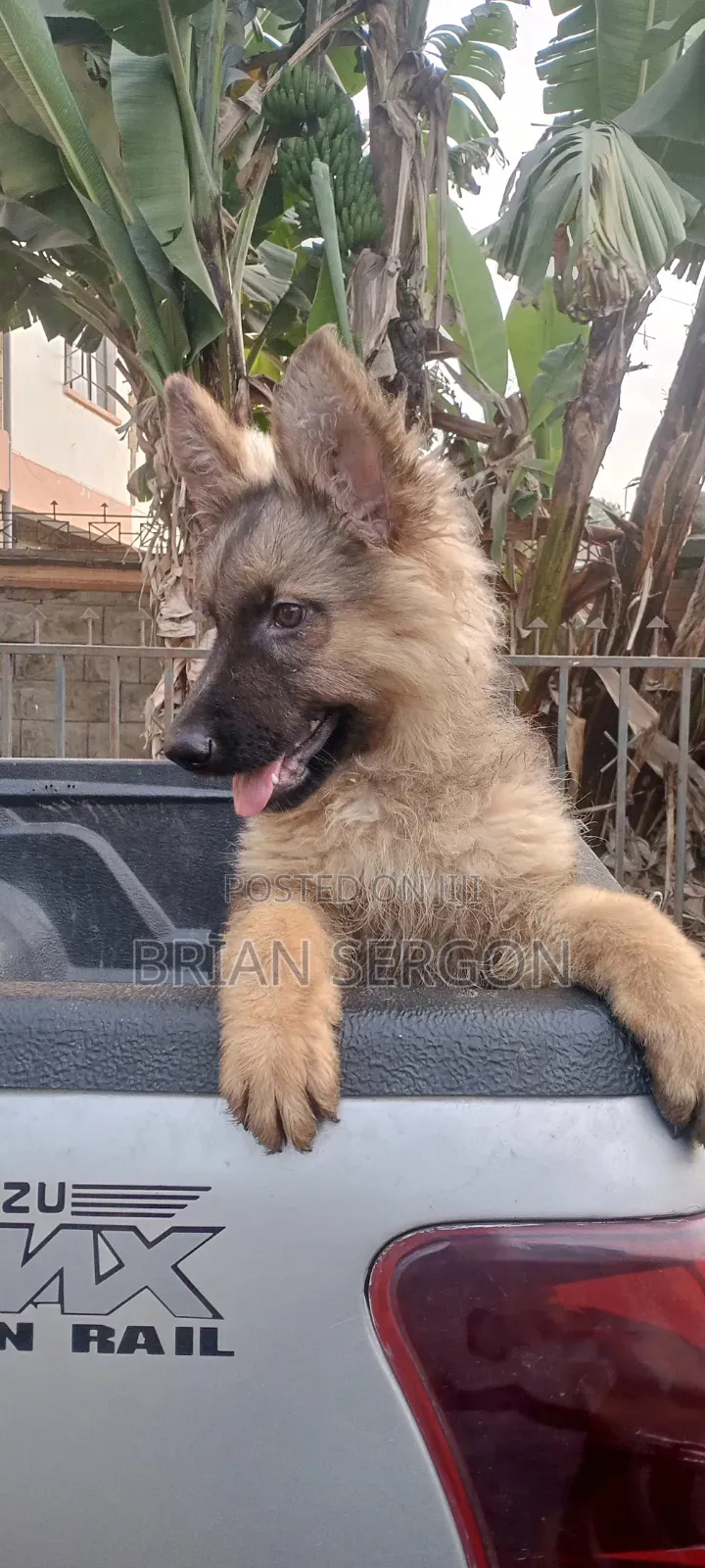 1-3 months Female Purebred German Shepherd