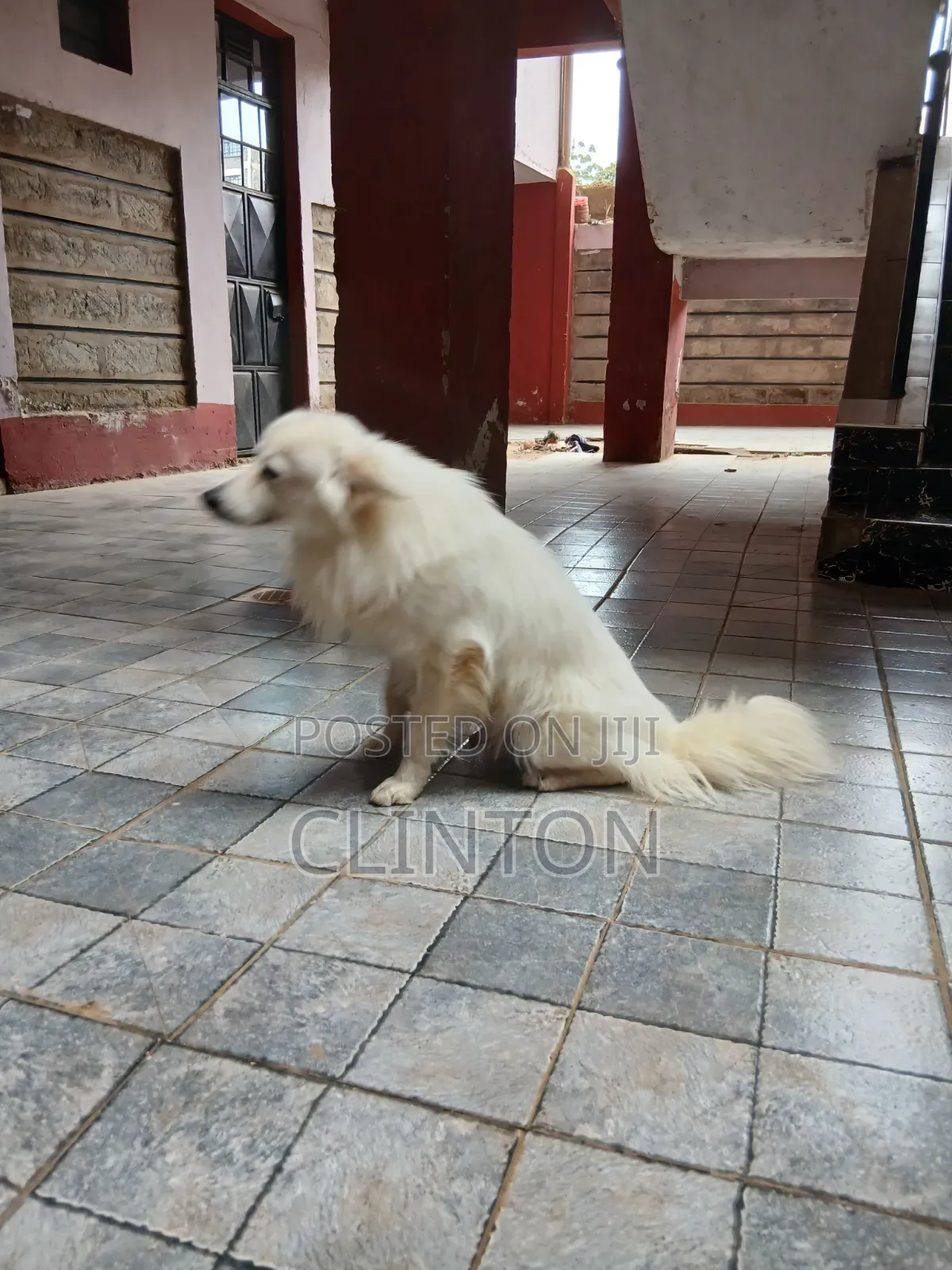 1+ year Male Purebred American Eskimo