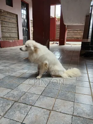1+ year Male Purebred American Eskimo
