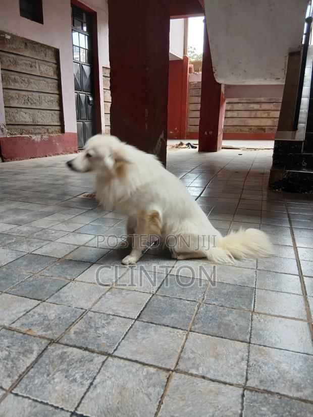 1+ year Male Purebred American Eskimo - main view