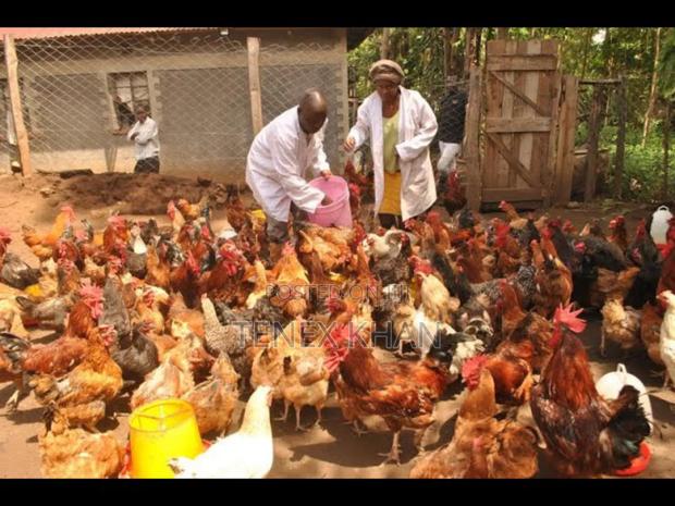 Fresh Improved Kienyeji Chicken and Eggs for Sale
