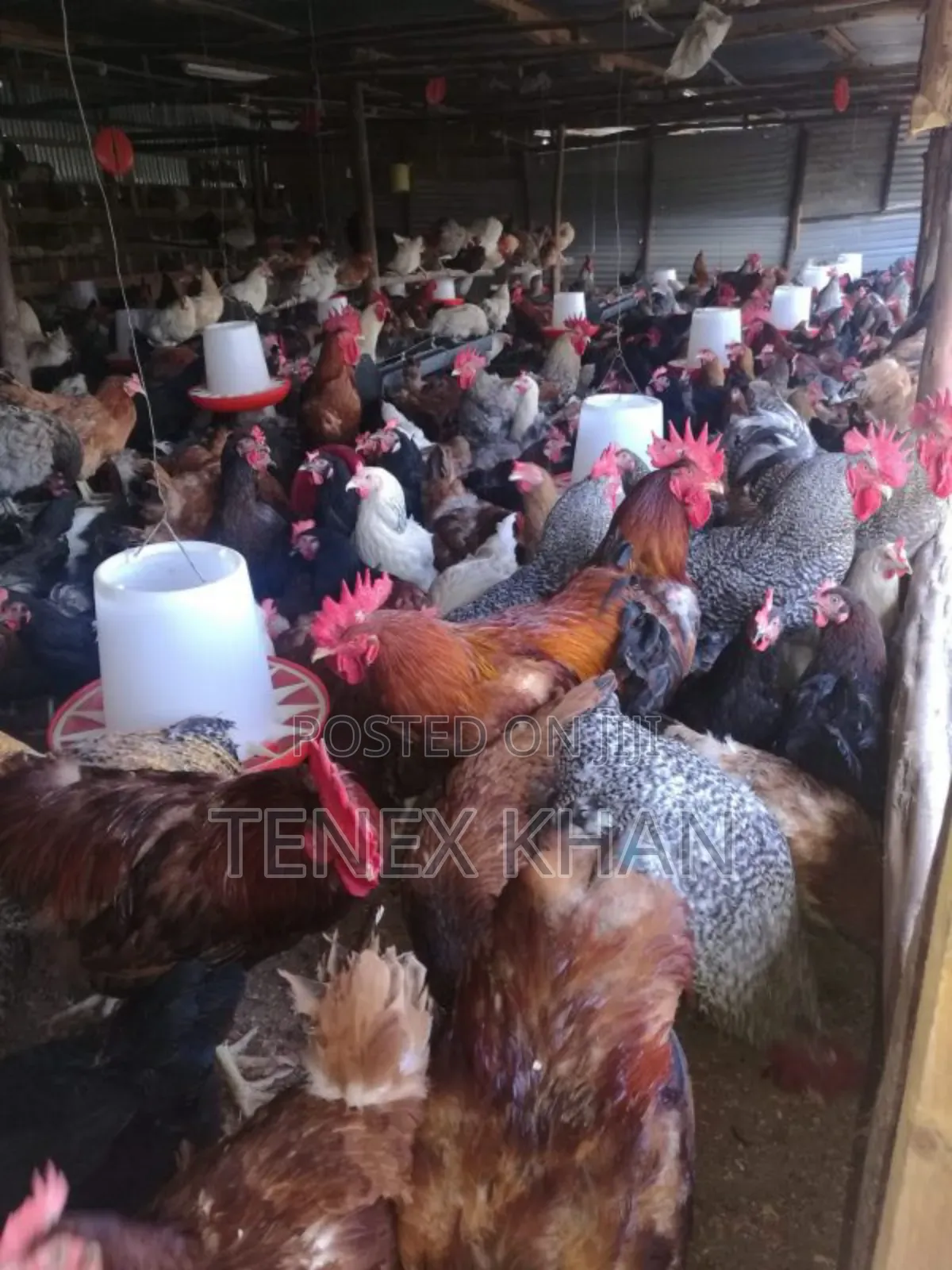 Fresh Improved Kienyeji Chicken and Eggs for Sale