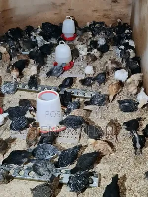 Fresh Improved Kienyeji Chicken and Eggs for Sale
