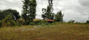 Prime Quarter-Acre Plot for Sale in Kirinyaga Nyangati
