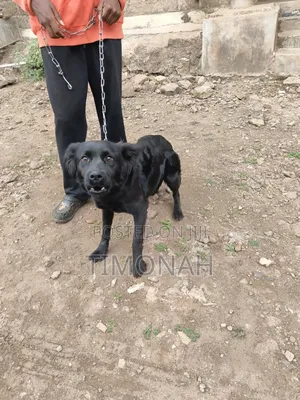 6-12 months Female Purebred Labrador Retriever
