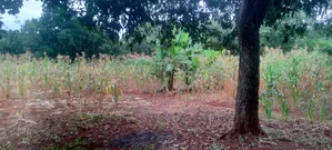 Prime Half Acre for Sale in Kirinyaga Ngucui