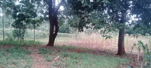 Prime Half Acre for Sale in Kirinyaga Ngucui