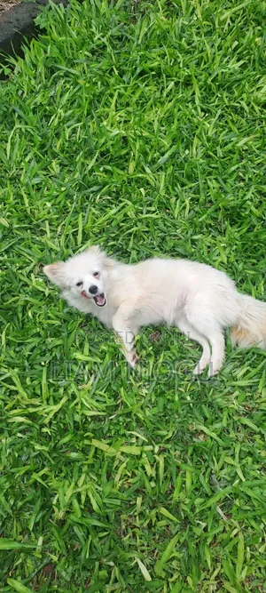 3-6 months Female Purebred Japanese Spitz