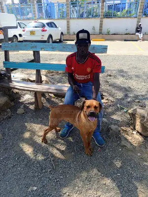 6-12 months Male Purebred Boerboel
