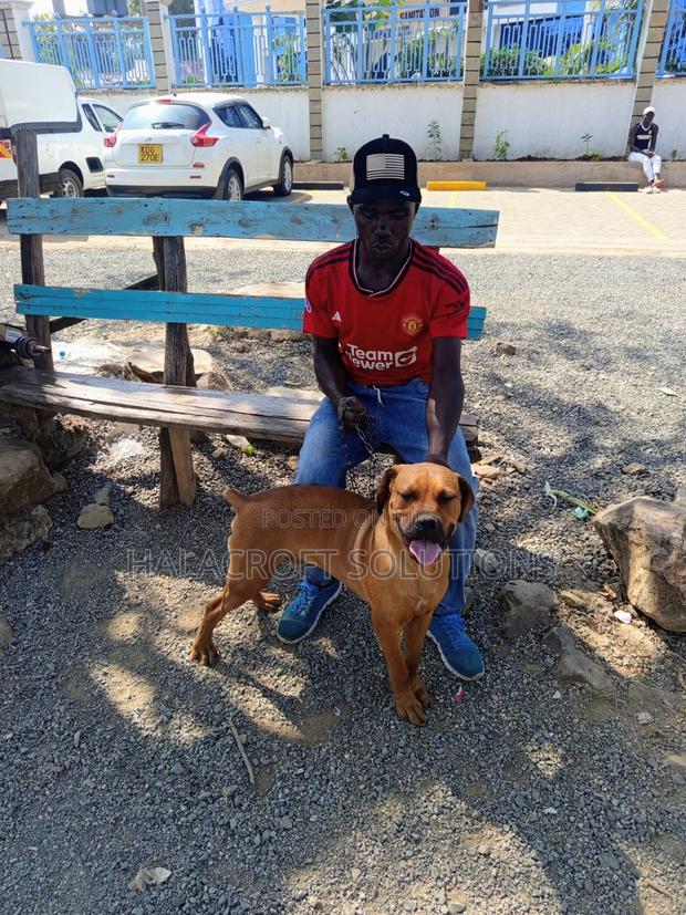 6-12 months Male Purebred Boerboel