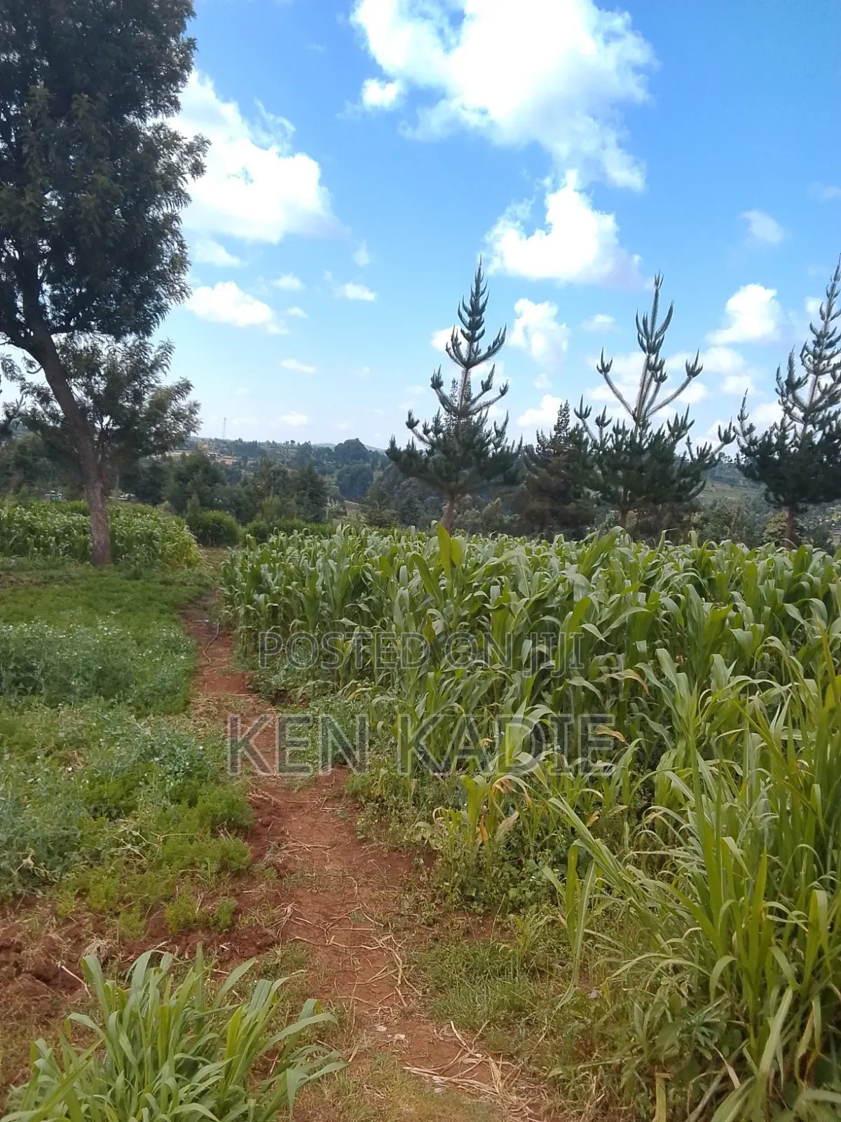 Dry Maze Available