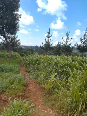 Dry Maze Available